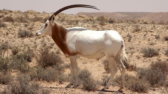 antilope-egipto-extincion--644x362